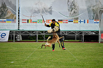 Spitting Fire's Carbono