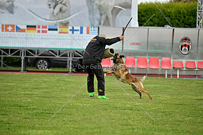 Spitting Fire's Carbono