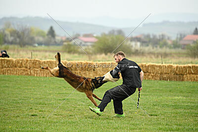 Storm Marinchuk K-9