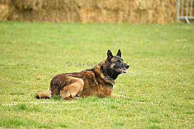 Storm Marinchuk K-9