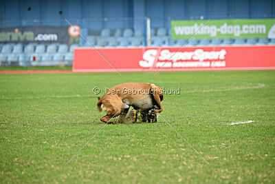 Sultan Malina Ze Szczecina