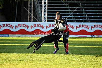 T-Lothar vom Hause Meraner