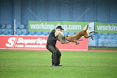 Tarantulla of Flying Porkies