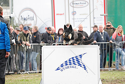 Taro von den Wölfen