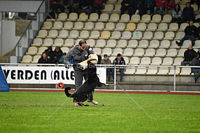 Taro von den Wölfen