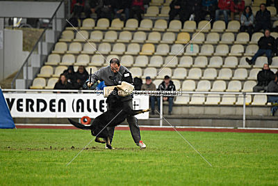 Taro von den Wölfen