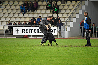 Taro von den Wölfen