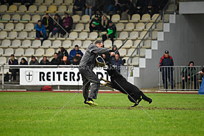 Taro von den Wölfen