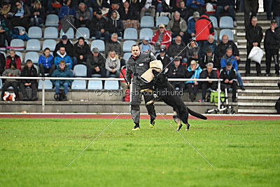 Taro von den Wölfen