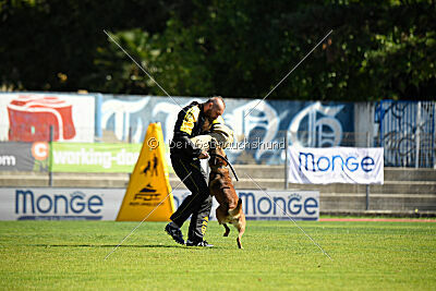 Thorr vom Hause Verda's