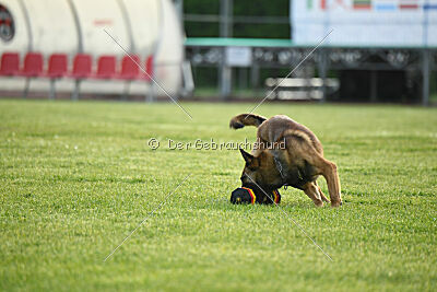 Thorr vom Hause Verda's