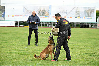 Thorr vom Hause Verda's