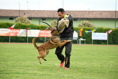 Thorr vom Hause Verda's