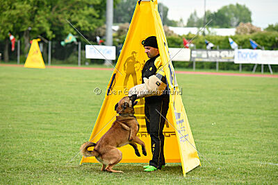 Thorr vom Hause Verda's