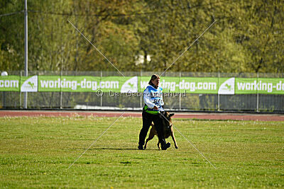 Tibsy Tore's Working Dogs