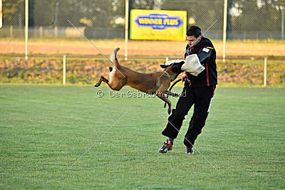 Titus maximus ad multos annos