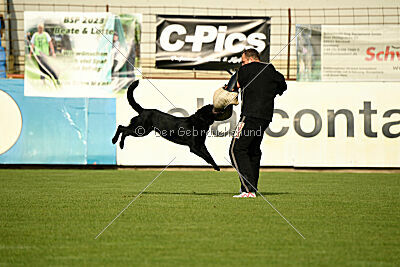 Titus vom Waisagrund