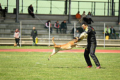 Tyrannens Galna Grymma