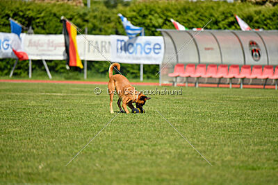 Tyrannens Galna Grymma