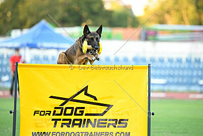 Urbancanines' Hunter