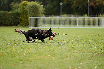 Venja vom Germanenadel