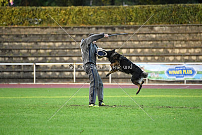 Venja vom Germanenadel