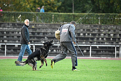 Venja vom Germanenadel