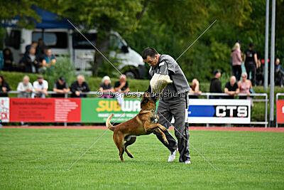 Vito vom Holzhäuser Flur