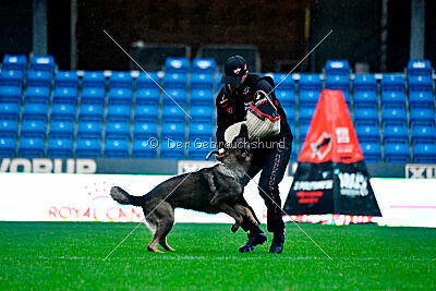 Vrochas cami at shangay