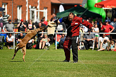 Wespe vom Further Moor