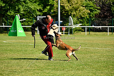 Wespe vom Further Moor