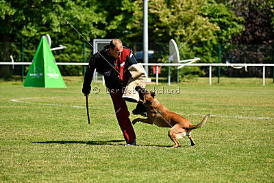 Wespe vom Further Moor