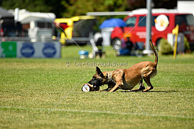 Wespe vom Further Moor