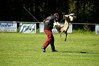 Wespe vom Further Moor