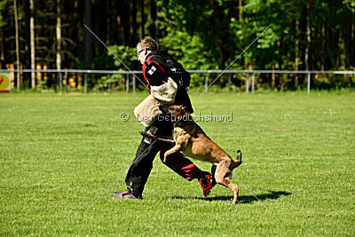 Wespe vom Further Moor