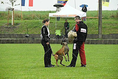 Wespe vom Further Moor