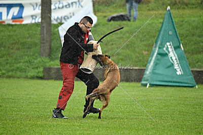 Wespe vom Further Moor