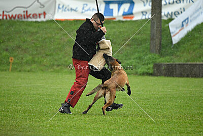 Wespe vom Further Moor