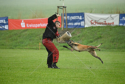 Wespe vom Further Moor