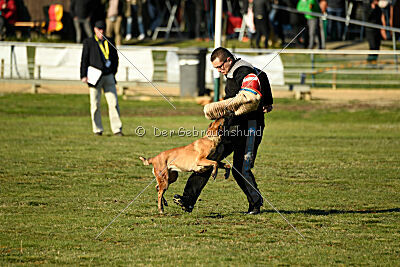 Wespe vom Further Moor