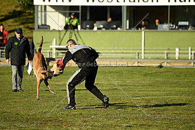 Wespe vom Further Moor