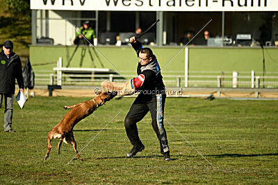 Wespe vom Further Moor