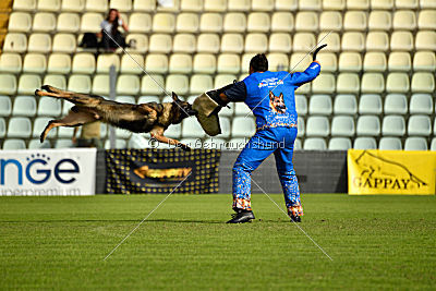 Wiggo of Sports dog