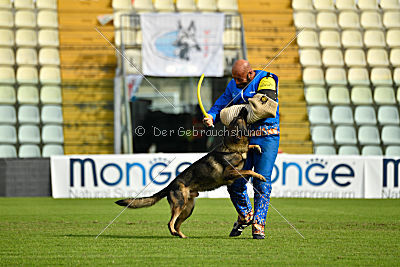 Wiggo of Sports dog