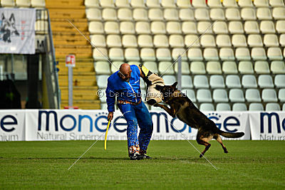 Wiggo of Sports dog