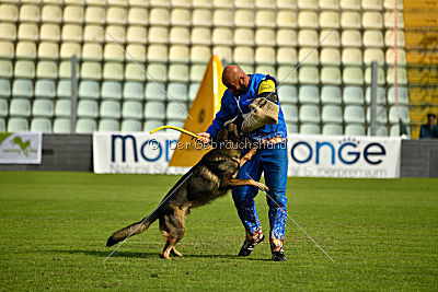 Wiggo of Sports dog