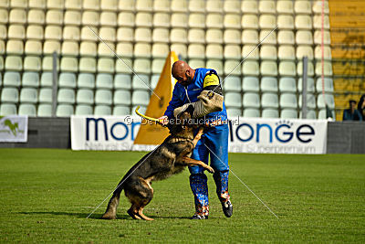 Wiggo of Sports dog