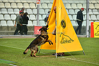 Wiggo of Sports dog