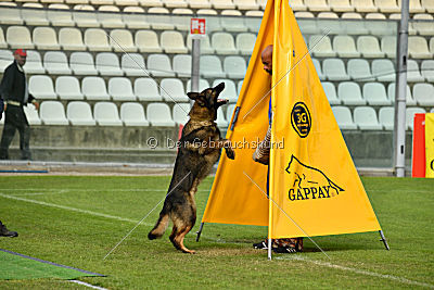 Wiggo of Sports dog