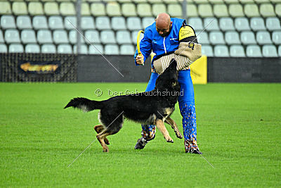 Woody van het Zuidpark